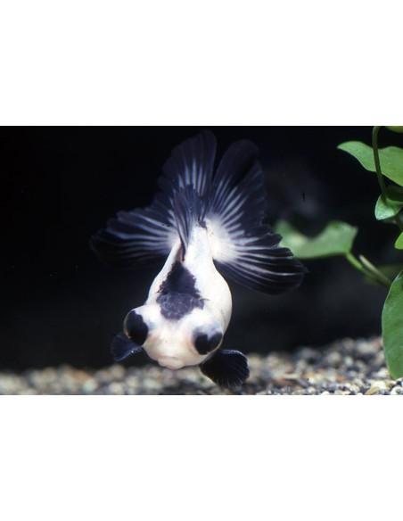 Noir-Blanc Panda 7-8 Cm