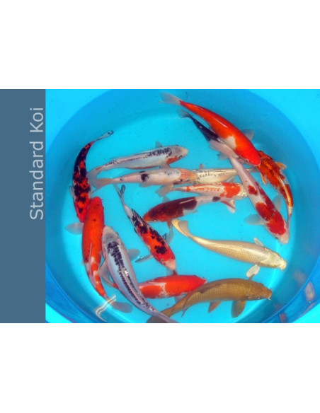 Koi Standard SBS (Cyprinus carpio Koi Standard) 9-12 Cm
