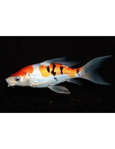 Koi Butterfly Sbs 9-12 Cm