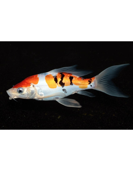 Koi Butterfly SBS (Cyprinus carpio Koi Butterfly) 12-14 Cm