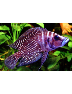 Altolamprologus Calvus Black 2,5-3,5cm