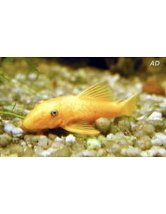Ancistrus Sp. Gold 3-3,5cm