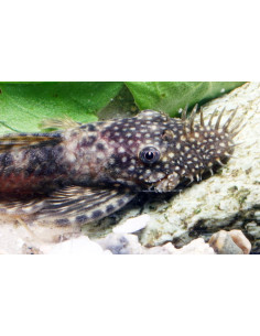 Ancistrus Sp. 3cm