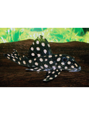 Hypancistrus Contradens L201 3-3,5cm