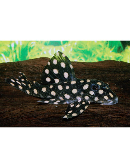Hypancistrus Contradens L201 3-3,5cm