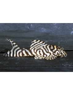 Hypancistrus Sp. L236 3-3,5cm
