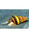Anentome Helena 1,2-1,5cm Wild