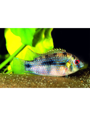Cichlidé papillon africain (Anomalochromis thomasi) 2-2,5cm