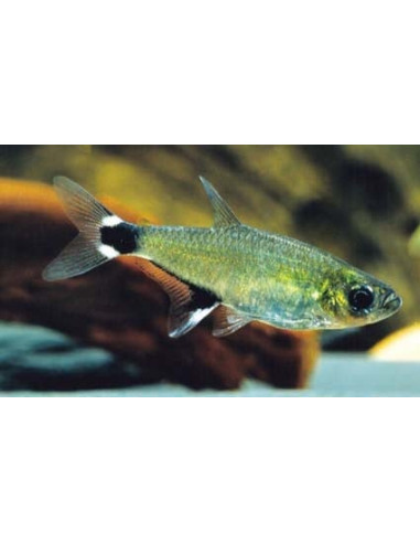 Tétra paraguayensis (Aphyocharax paraguayensis) 1,5-2cm