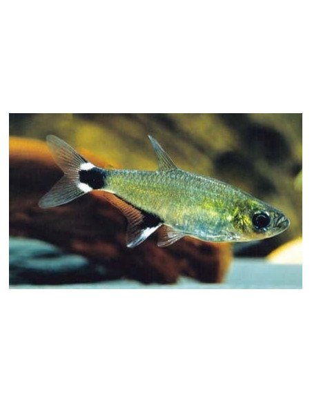 Tétra paraguayensis (Aphyocharax paraguayensis) 1,5-2cm