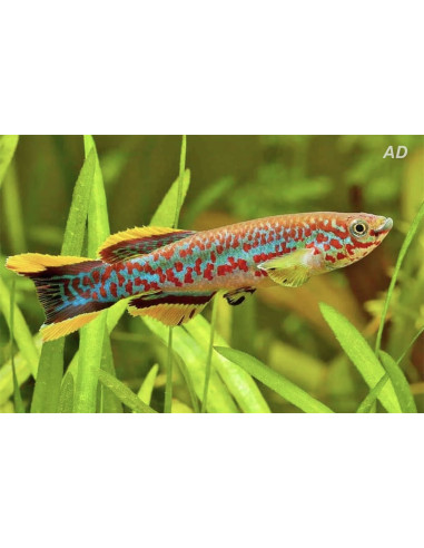 Fundulopanchax Gardneri Gardneri Paar 3-4cm