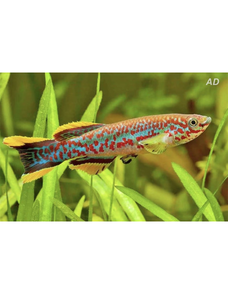 Fundulopanchax Gardneri Gardneri Paar 3-4cm