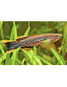 Fundulopanchax Gardneri Gardneri Paar 3-4cm