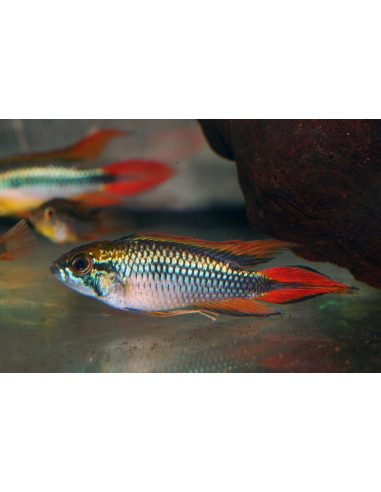 Apistogramma agassizii Double Red (Apistogramma agassizii Double Red) 3-4cm