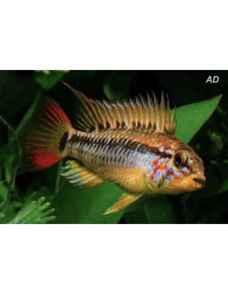 Apistogramma Macmasteri 3-4 cm (pair)