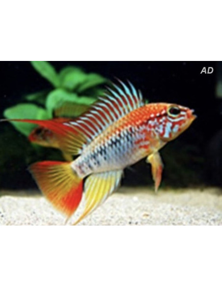 Apistogramma viejita (Apistogramma viejita) 3-4cm