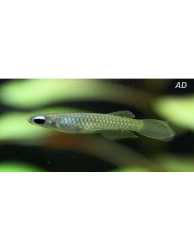 Aplocheilichthys Normani 1,5-2cm