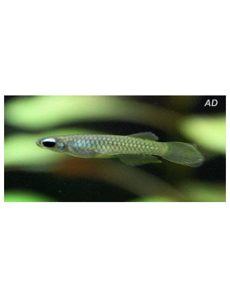 Aplocheilichthys Normani 1,5-2cm