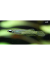 Aplocheilichthys Normani 1,5-2cm