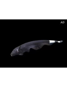 Poisson-couteau fantôme noir (Apteronotus albifrons) 4-6cm