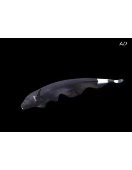 Apteronotus Albifrons 4-6cm