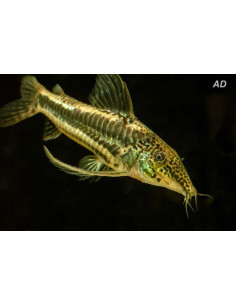 Scleromystax Barbatus 2,5-3cm