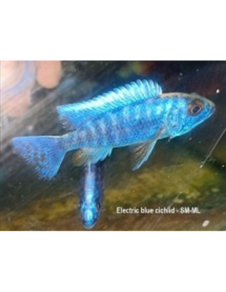 Haplo Ahli bleu (Sciaenochromis ahli Blue) 5-6cm