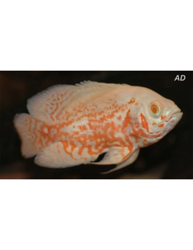 Astronotus Ocellatus Albino Tiger 4-6cm