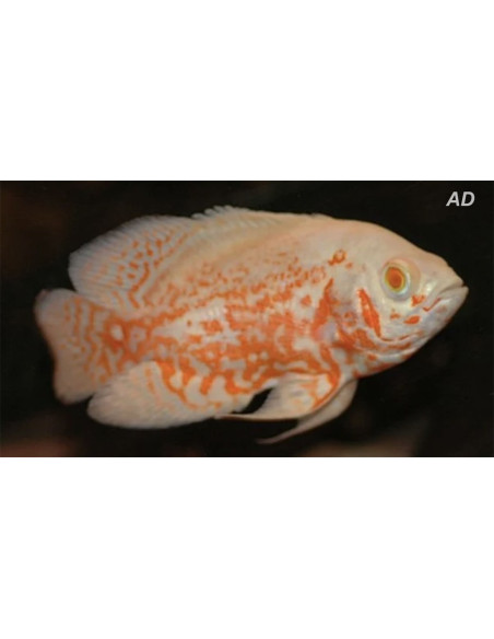 Astronotus Ocellatus Albino Tiger 4-6cm