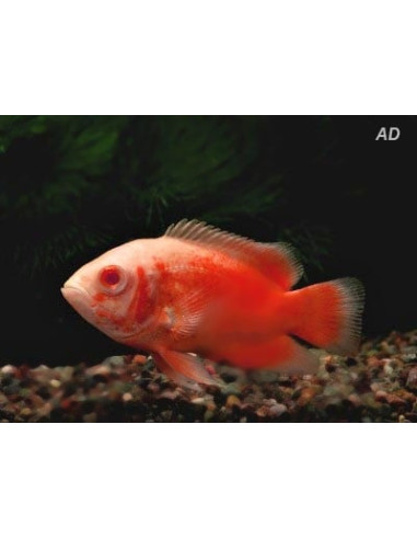 Astronotus Ocellatus Red Albino 4-6cm