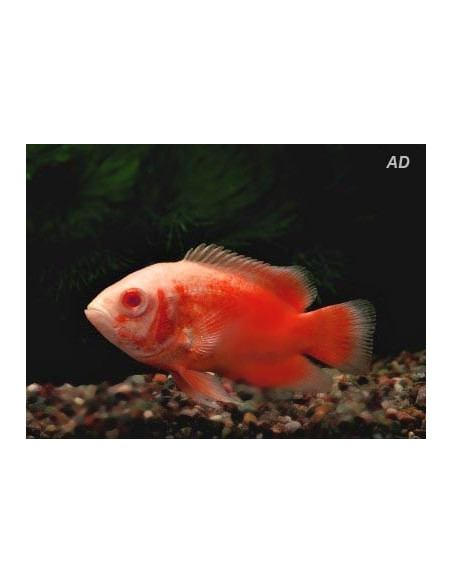 Astronotus Ocellatus Red Albino 4-6cm