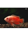 Astronotus Ocellatus Red Albino 4-6cm