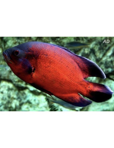 Astronotus Ocellatus Red 4-6cm