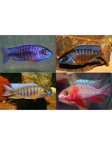 Aulonocara Sp. Mix 4-5cm