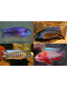 Aulonocara Sp. Mix 4-5cm