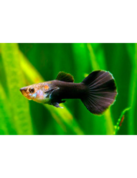 Poecilia Reticulatus Black Tuxedo (M) 3,5-4cm