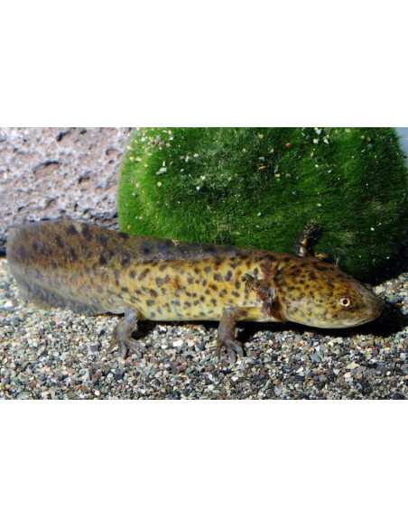 Axolotl Wild Color 9-11 Cm