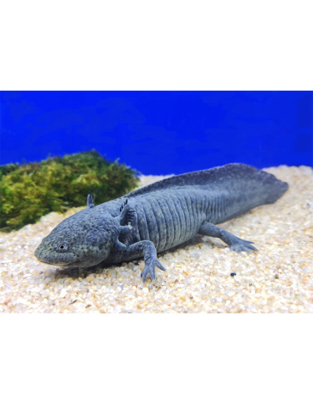 Axolotl mélanoïde (Ambystoma mexicanum Melanoid) 9-11cm