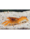 Écrevisse orange naines - Cambarellus Patzcuarensis (CPO) 2-2,5cm
