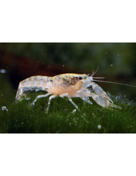 Cambarellus Texanus 1,2-2cm