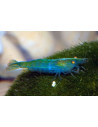 Caridina Babaulti Rainbow 1,2-1,5cm