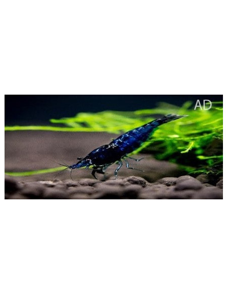 Crevette Blue Diamond (Caridina sp. "Blue Diamond") 1,2-1,5cm