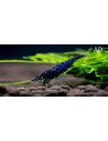 Caridina Sp. Blue Diamond 1,2-1,5cm