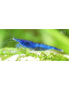 Crevette Blue Dream (Neocaridina heteropoda "Blue Dream") 1-1,5cm