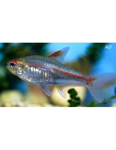 Hemigrammus Erythrozonus 1,5-2cm