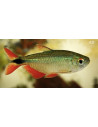 Hemigrammus Caudovittatus 2-2,5cm