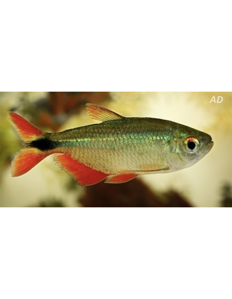 Hemigrammus Caudovittatus 2,5-3cm