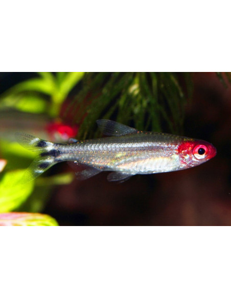 Tétra nez rouge (Hemigrammus bleheri) 2,7-3,2cm
