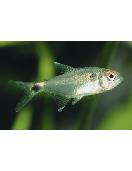 Hemigrammus Ocellifer 1,5-2cm