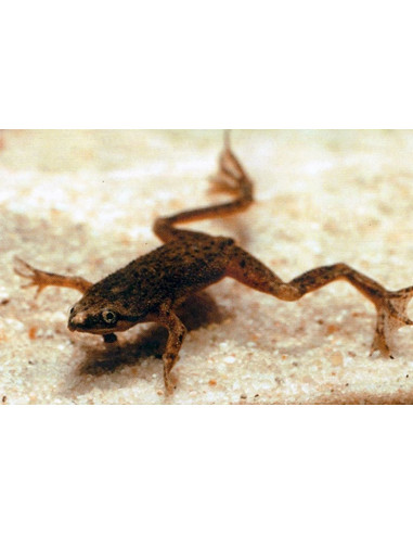 Grenouille naine Hymenochirus boettgeri (Hymenochirus boettgeri) 1,8-2,3cm